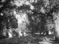 default  Henchey, Paul L. Masonic Cemetery, Aurora, Nevada, SV-235. UC Davis Library, Archives and Special Collections, 15 June 1951. digital.ucdavis.edu