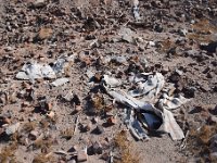 DSC 8437  September 2017