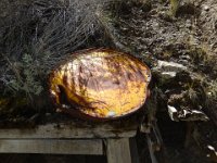 DSCN4527