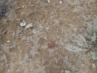 DSCN4549