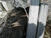 elevenmilecyn022  Score! Square nail!