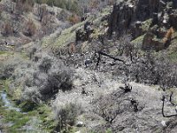 DSC 2460  Many trees and structures destroyed by recent fire.