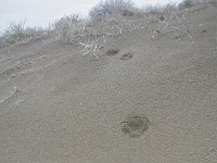 P1010082  Wild animal tracks!