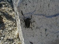 P1010094  A bug
