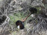 DSC 3421  Eureka Mercury Mine
