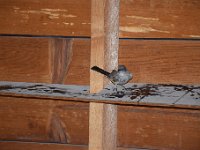 DSC 3425  Trapped inside the building- we set it loose