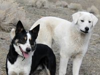 Sheepdogs  We probably won&#39;t buy you- come out and play!