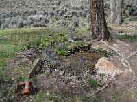 DSC 2717  A spring and one lucky tree