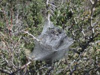 DSC 2944  Caterpillars were getting ready to emerge and feast