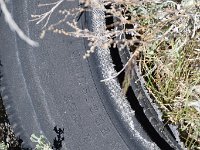 DSC 4831  They always leave the tires.