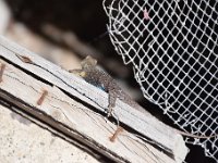 DSC 4872  Bright blue belly on this guy