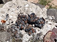 DSC 4882  Shotgun shells melted together for some reason