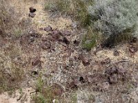 DSC 4885  Typical can dump