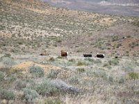 DSC 4922  Cows watched our every move.