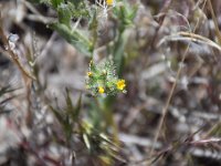 DSC 4936  Flowers in the  desert aren't very big.