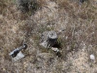 DSC 4940  This tree needs some water