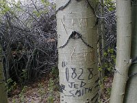 P1010463  Looks like Jed Smith was poking around the area long before 1860! The trees don't lie. On the road to Masonic May, 2004