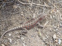 DSCF0089  This foul-tempered desert dweller lures its victims close with its bright red spots...