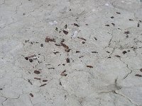 P1010023  Metal fragments from... horseshoe? Old revolver? Frying pan? We'll never know.