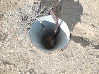 DSCN1685  This must have turned on someone's sprinklers.