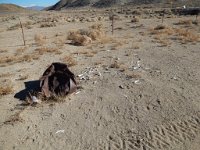 DSCN1725  Either someone was finished with their BBQ order or some unlucky animal with lots of ribs met its demise close by